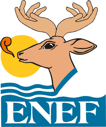 Aula virtual ENEF